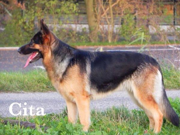 Cita v.d. Mettemaat | German Shepherd Dog 