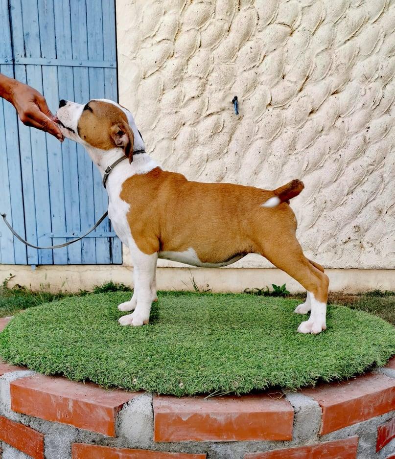 Celt' and Dac Swertie Violotea | American Staffordshire Terrier 