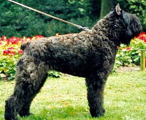 Soray Alexis v.d. Overstort | Bouvier des Flandres 