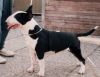 granada von der alten veste | Bull Terrier 