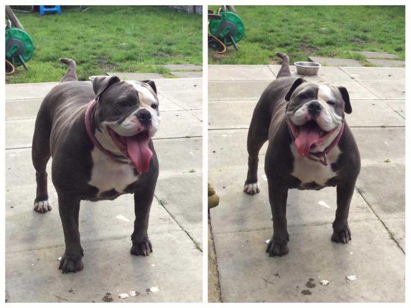 NBBZ's Lexi | Olde English Bulldogge 