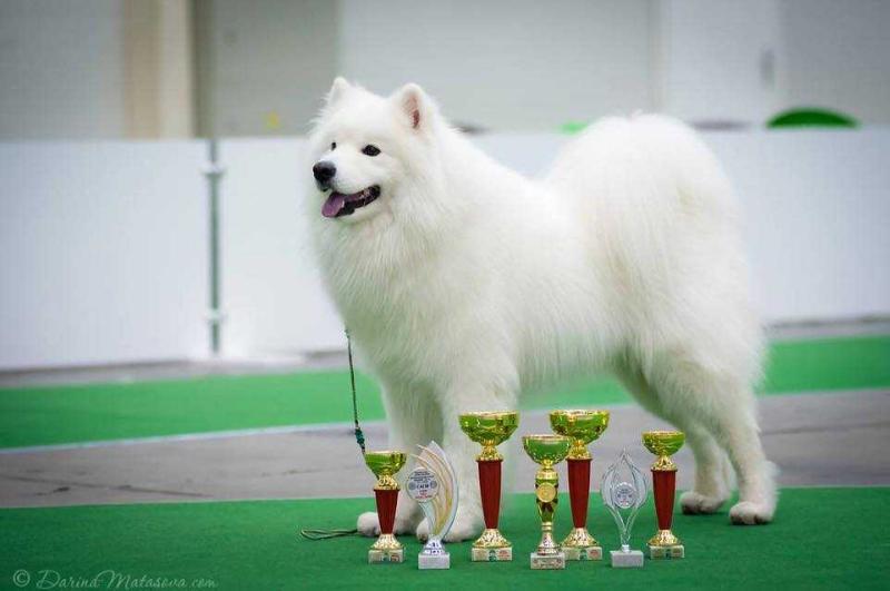 FEILAN HEID IZ SEVERNOY YARANGI | Samoyed 