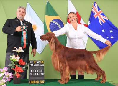India R W | Irish Setter 