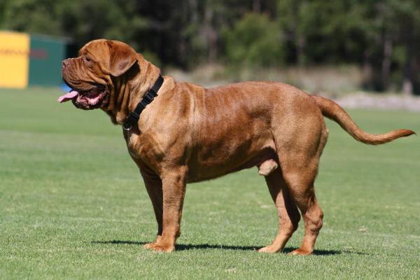 Clovischein Sir Elroy | Dogue de Bordeaux 