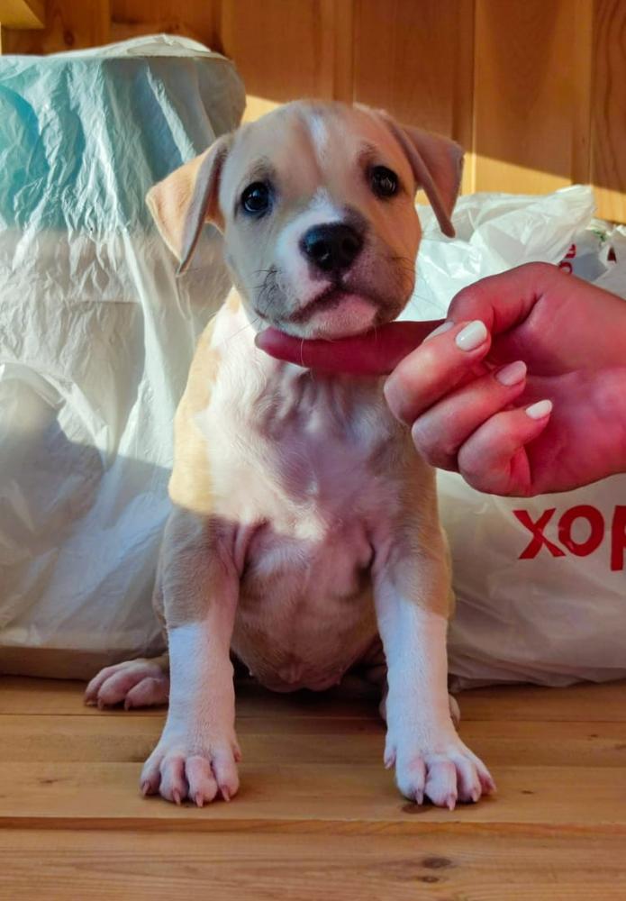 Victory Way Anyway ot Mar'kis | American Staffordshire Terrier 
