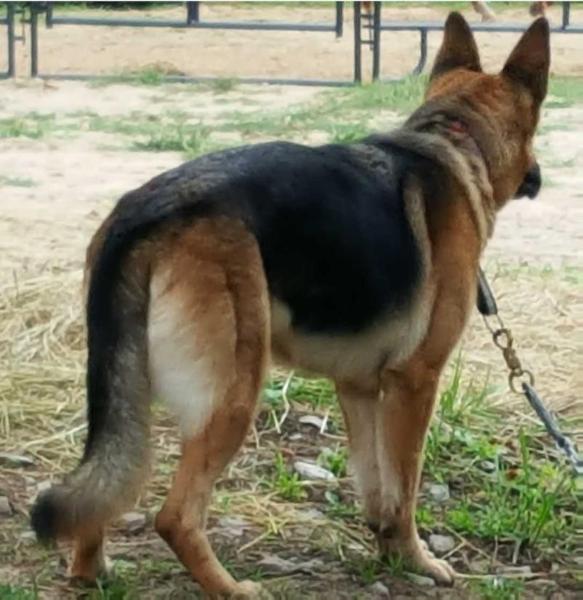Thelma Von Frauline | German Shepherd Dog 