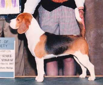 Newlin Abbie From Tragband | Beagle 