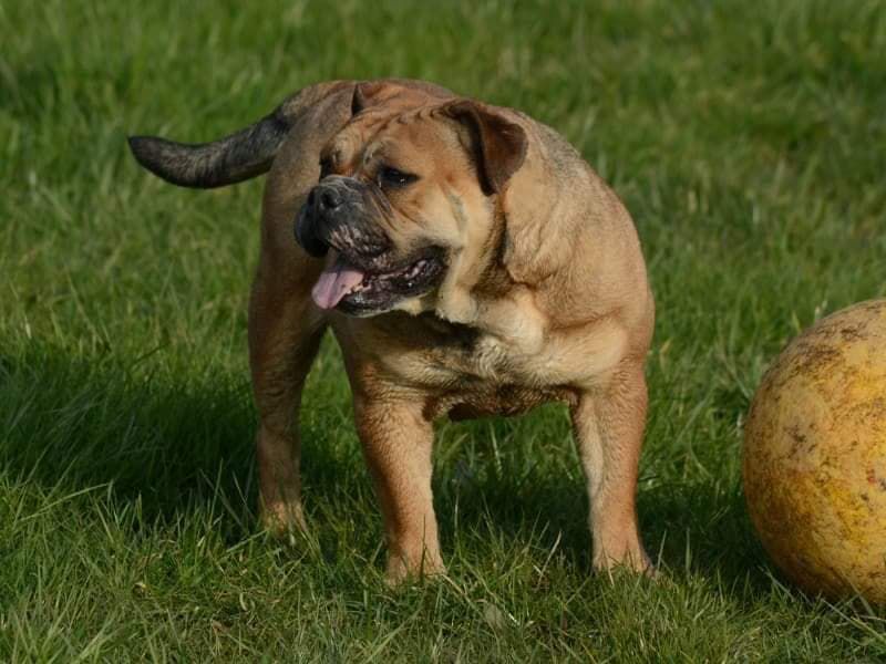 Bourgui'Bullz La crapouillette | Olde English Bulldogge 