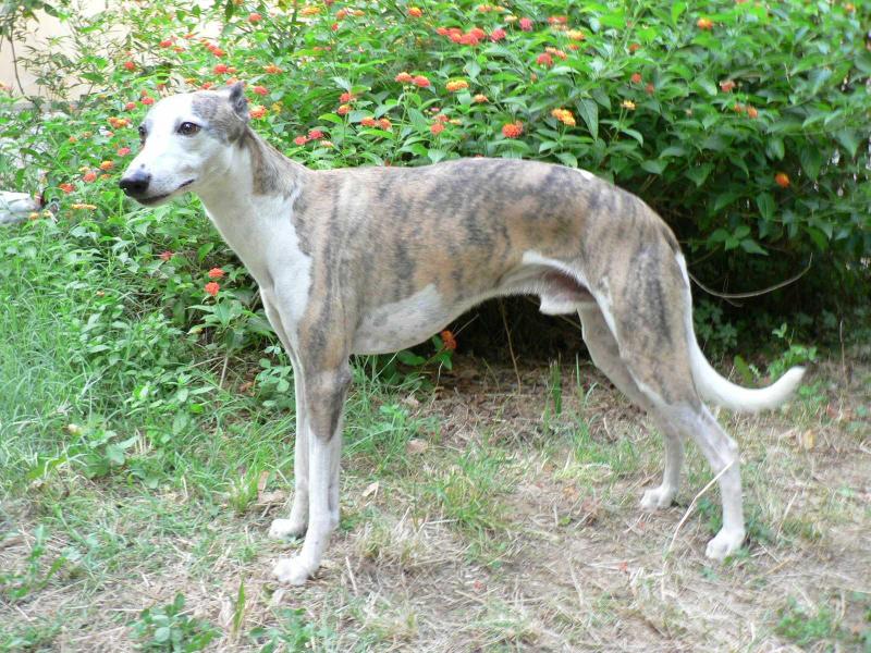 RUNY de Kénosha | Whippet 