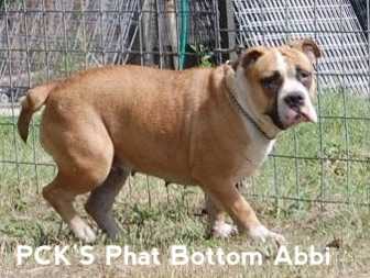 PCK's Phat Bottom Abbi | Olde English Bulldogge 