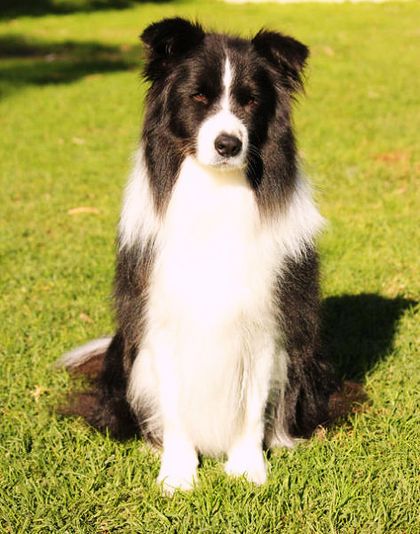 Borderfame Touch O Light | Border Collie 