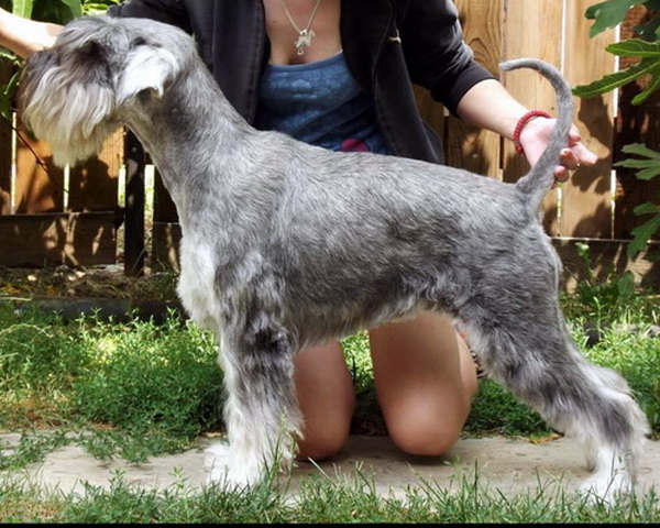 Maksin | Standard Schnauzer 