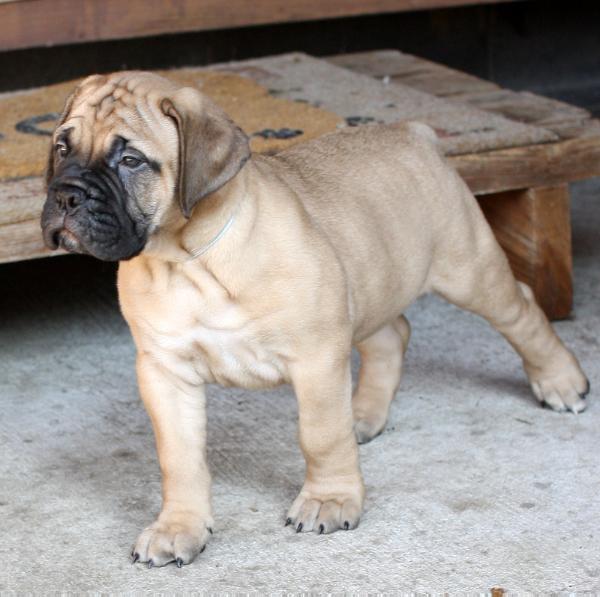 Anabah N Barrister's Princess Piper | Bullmastiff 