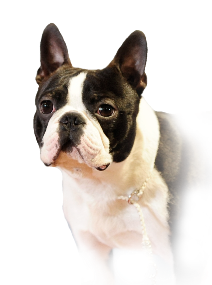 Selectabull’s Running Bear | Boston Terrier 