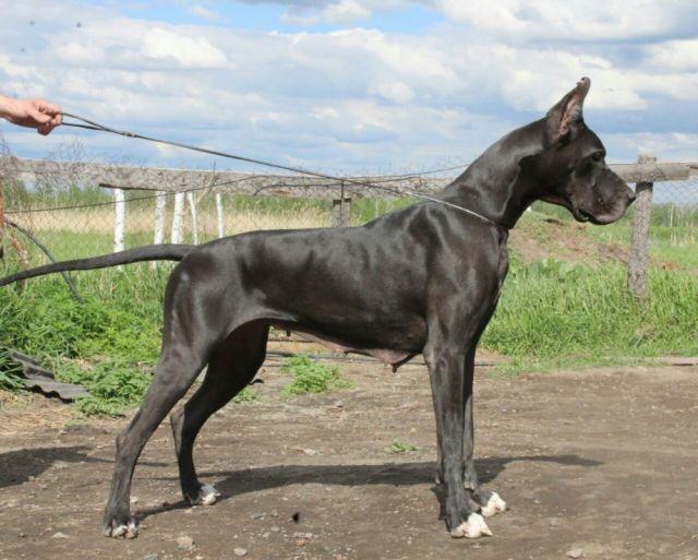 LARA CROFT RASHITITELNITSA GROBNITS | Great Dane 