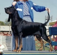 Trailchaser's Best Defense | Black and Tan Coonhound 