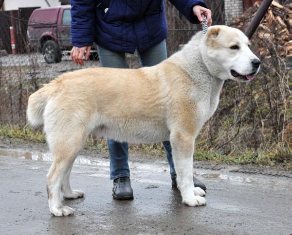 Gardian Endzel Kinel | Central Asian Shepherd Dog 