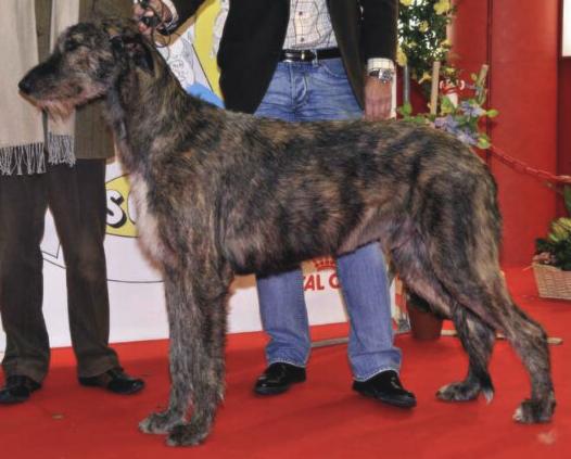 Chambord du Grand Chien de Culann | Irish Wolfhound 