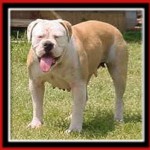 Sullivan's Dixie Darling | Olde English Bulldogge 