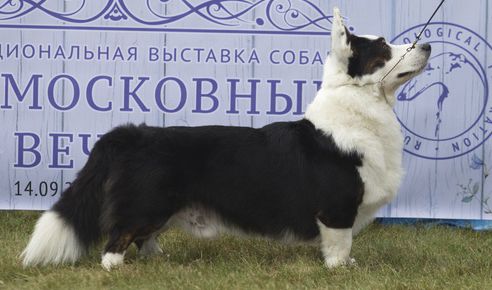 Elfborg Pontiak | Cardigan Welsh Corgi 