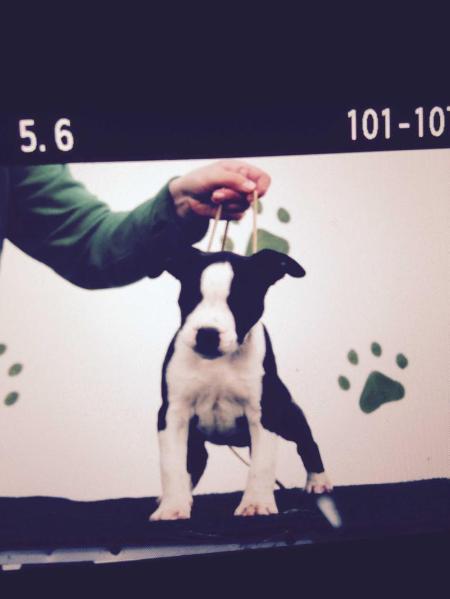 Valkiria Let's Go Kennel | American Staffordshire Terrier 