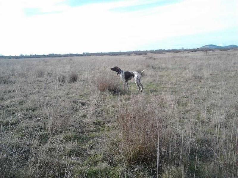 Pradellinensis Bianca | German Shorthaired Pointer 