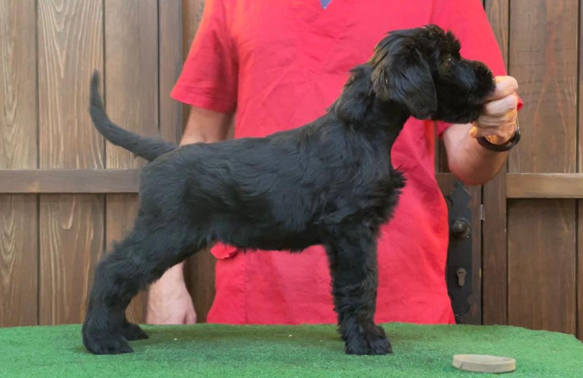 Uddy I De Pomerland | Giant Schnauzer 