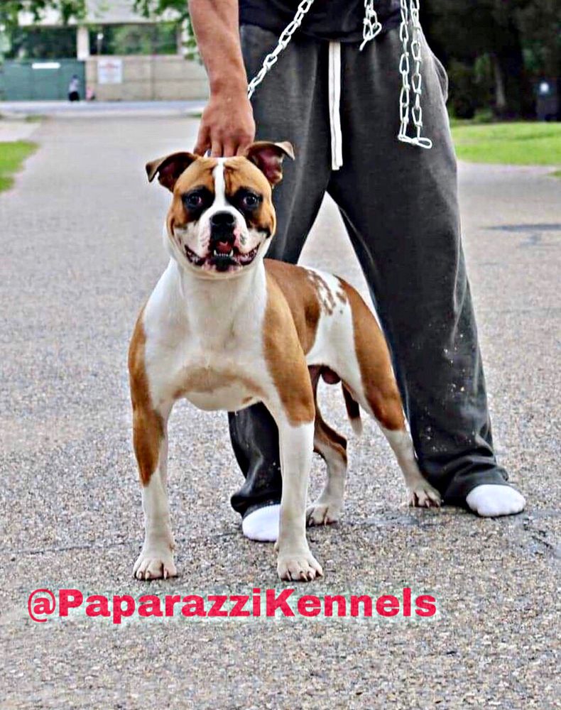 Taz of Paparazzi Kennels | American Bulldog 