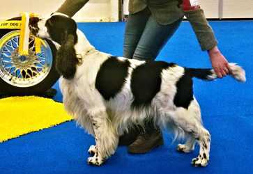 ADAMANT'S FINGER IN THE PIE | English Springer Spaniel 