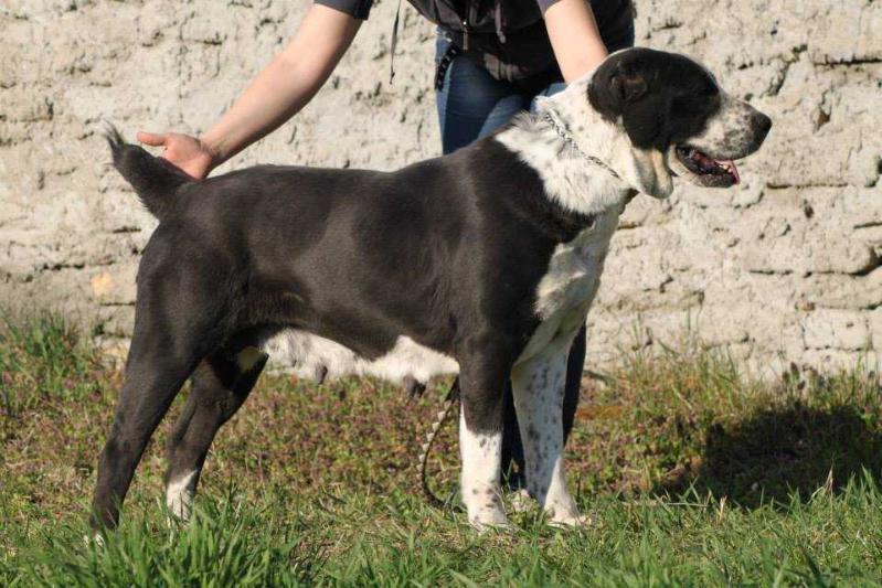 ERKANA IZ RUSKOG IZVORA | Central Asian Shepherd Dog 