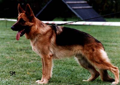 Nick vom Laacher-Haus | German Shepherd Dog 