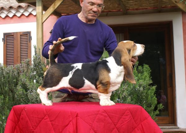 Daunbailo' sugar ball | Basset Hound 