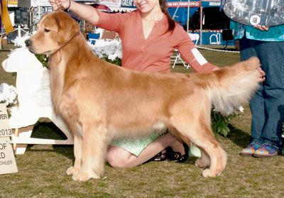 CASTLEROCK COME TOGETHER | Golden Retriever 