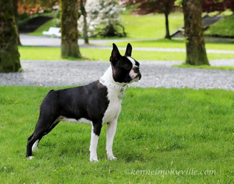 Mollyville's Believe In Faith | Boston Terrier 