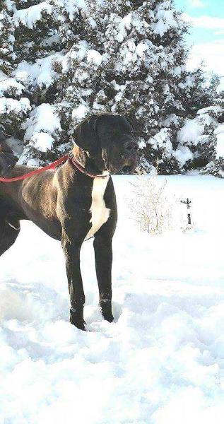 Bortocelli Donum Dei | Great Dane 