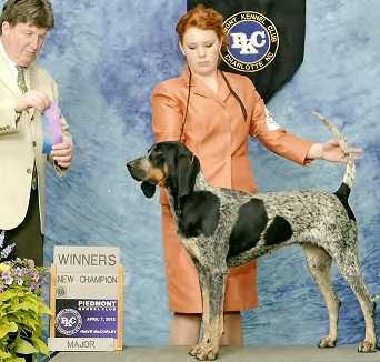 Evenstar Devil in a Blue Dress | Bluetick Coonhound 