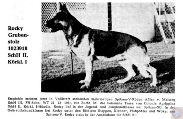 Rocky Grubenstolz | German Shepherd Dog 