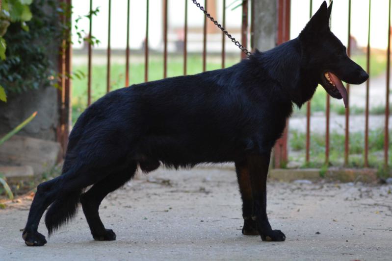 Abas Cobra | German Shepherd Dog 