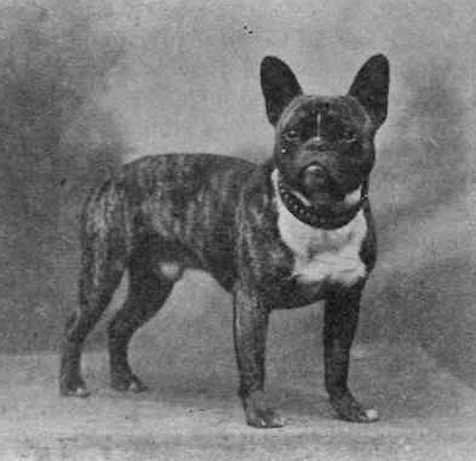 Barkston Billie (Mrs. Townsend Green's) | French Bulldog 