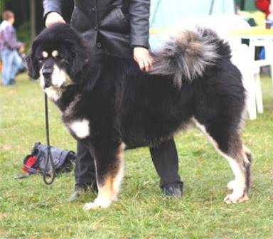 JAMAL GONKHANG | Tibetan Mastiff 