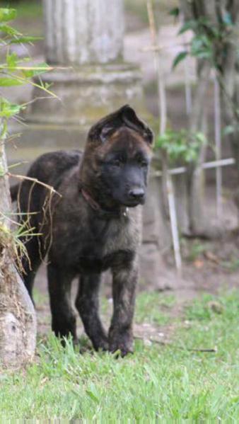 Burgloisenthal Kronos | Dutch Shepherd 