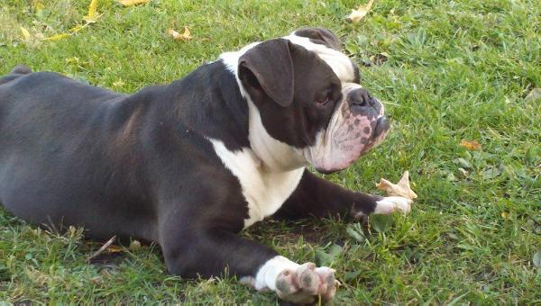 Vortex' Bella | Olde English Bulldogge 