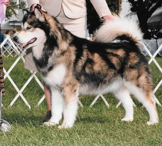 Tigara's Canu Hear Me Now | Alaskan Malamute 