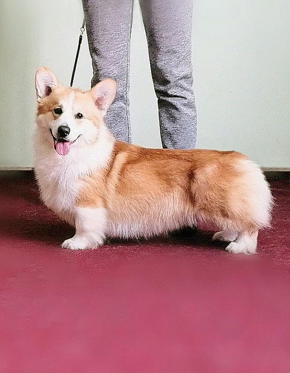 AIRYSHIRE Ambitious Lad | Pembroke Welsh Corgi 