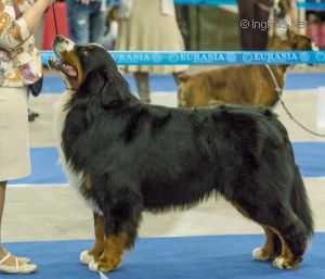 SENNENHUND ROSSII MAKENTOSH | Bernese Mountain Dog 