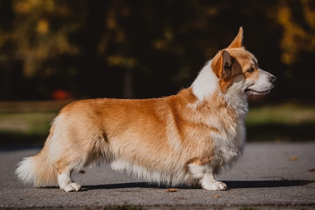 Heavenli Lab Gandalf the Wizard | Pembroke Welsh Corgi 