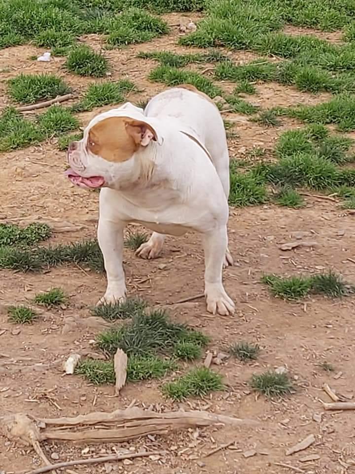 March's Max aka Spyro | American Bulldog 