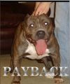 Untouchable's Big Pay Back | American Pit Bull Terrier 
