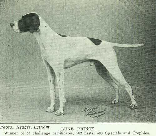 Lune Prince | Pointer 