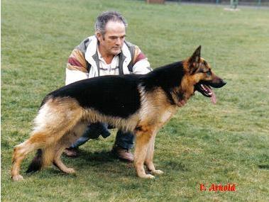 Wico von der Bergnappe | German Shepherd Dog 